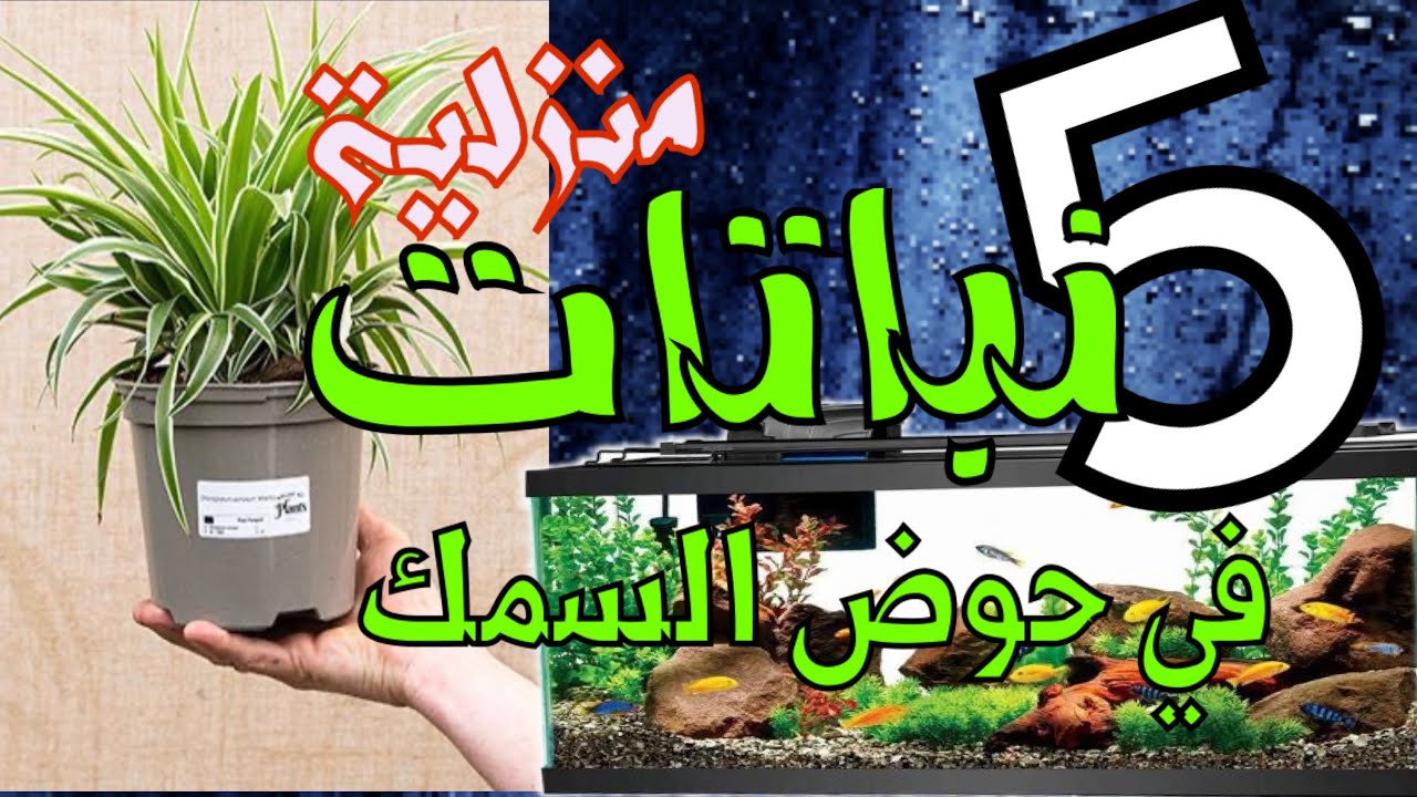 خمس نباتات من المشتل تستطيع وضعها في حوض السمك #أسماك_زينة #goldfish #fishtank