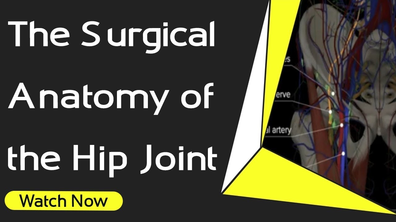 The Surgical Anatomy of the Hip Joint | Orthopaedic Academy