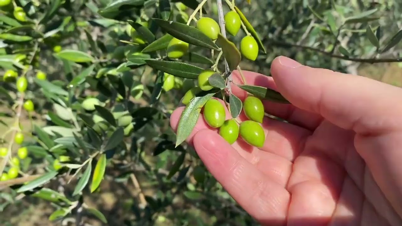 Reggello, terra dai mille colori