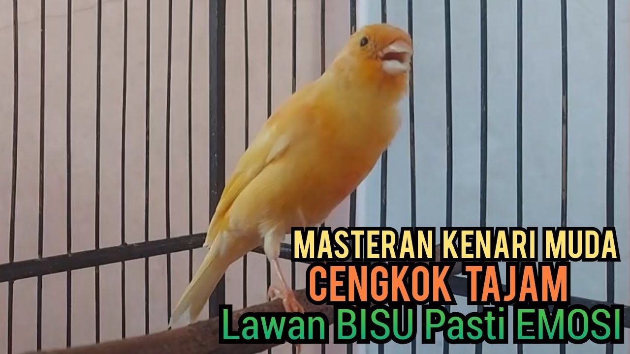 Kenari Gacor Muda Cuit Cuit NgeroL TAJAM, Pancingan Kenari MACET BUNYI & kenari Paud belajar Bunyi