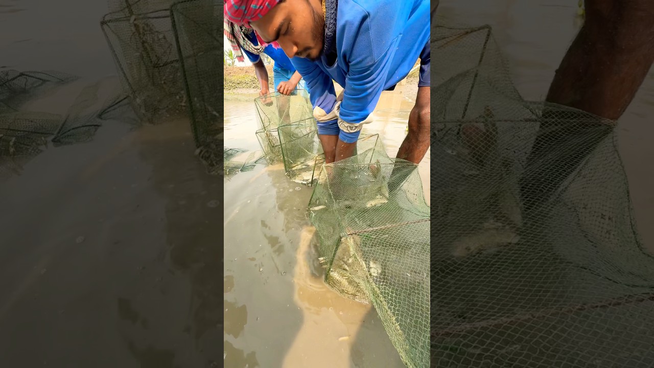 Catching big fish from inside a Chinese net