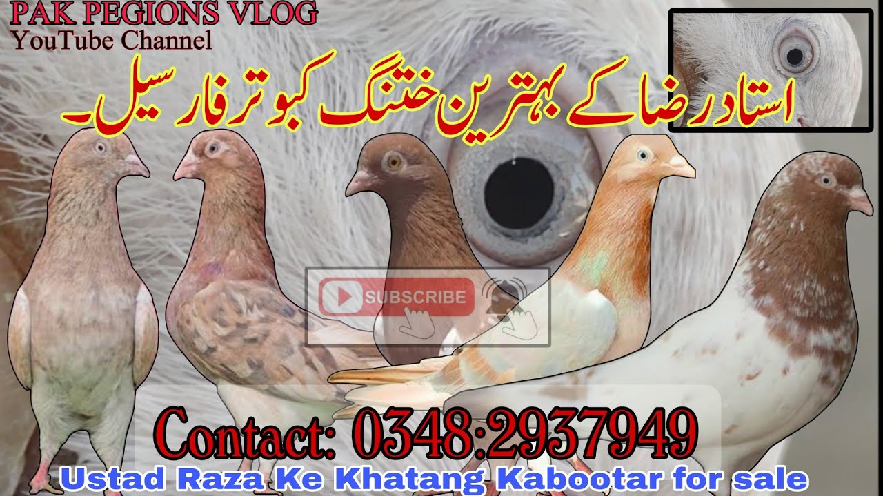 Ustad Raza Ke Khatang Kabootar For Sale || Pegions For Sale || PAK PEGIONS VLOG