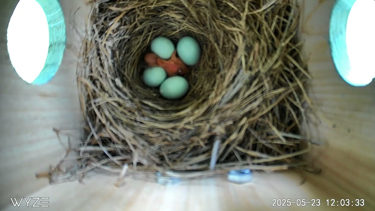 Bluebird Nest 2025  Tiffin, Ohio