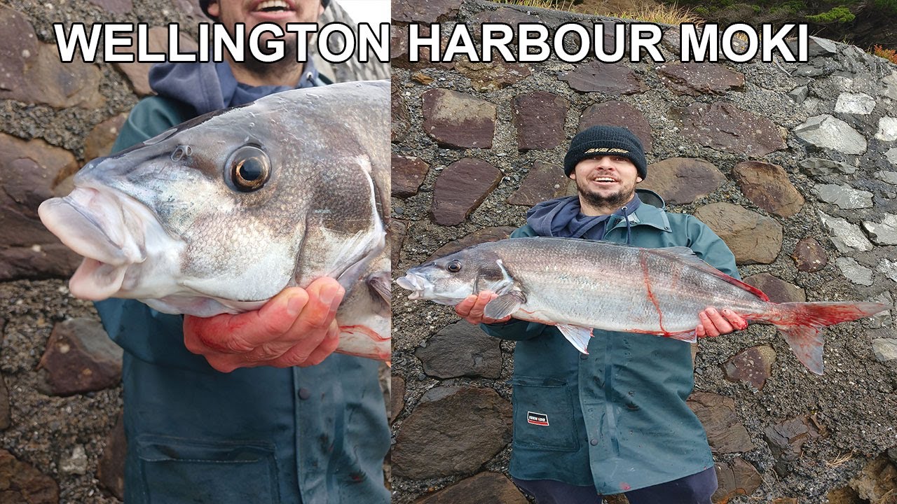 TARGETING WELLINGTON HARBOR GURNARD & BLUE MOKI. NZ SURFCASTING 2023.
