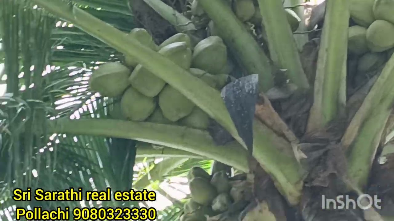 3 ஏக்கர் தென்னை பொள்ளாச்சி ஏரியா