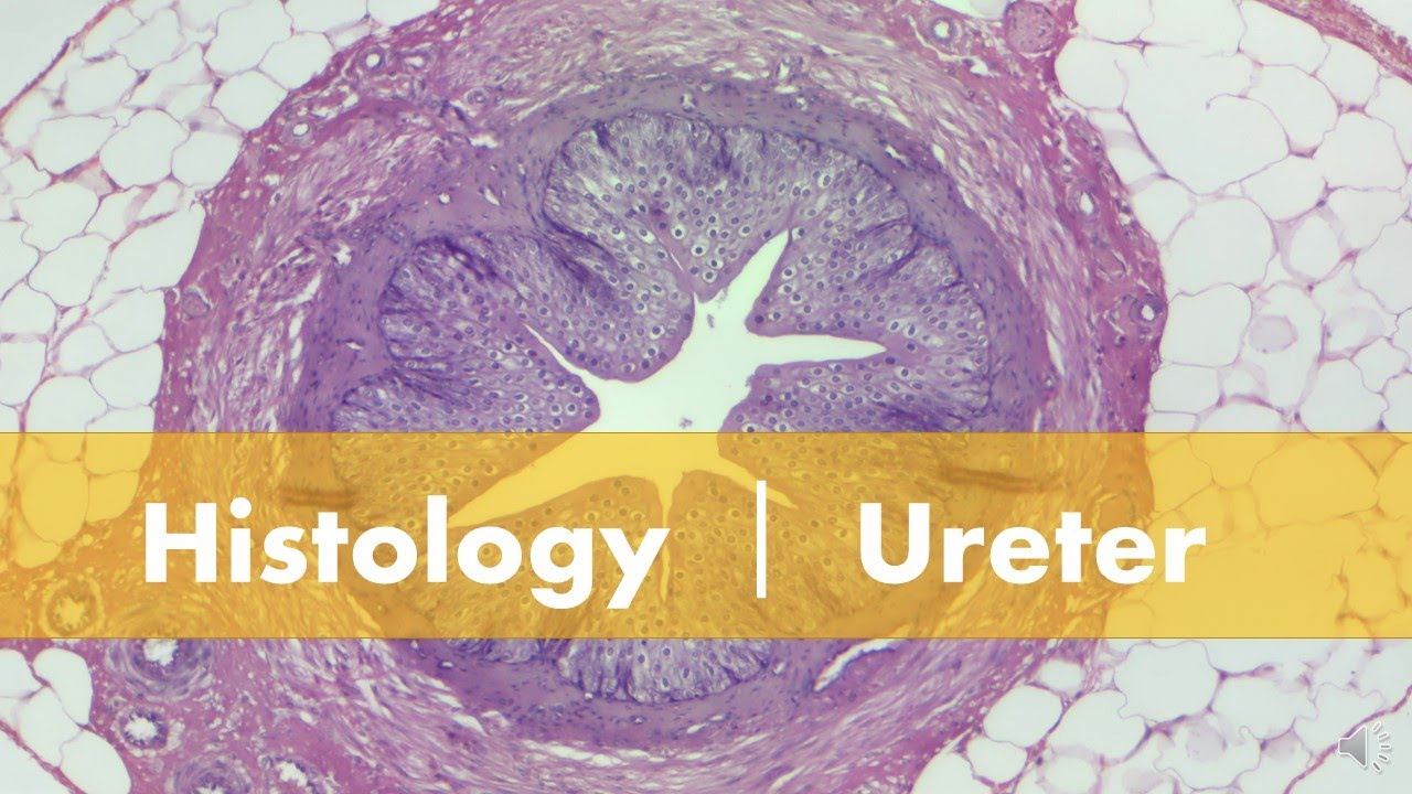 Histology ｜Ureter