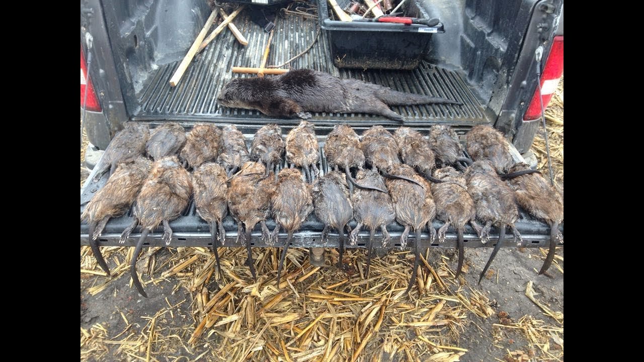 non-stop  muskrat trapping episode 1