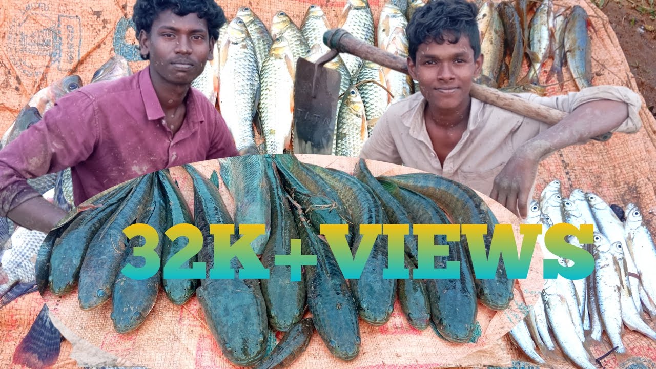 காவிரி ஆற்று மீன்கள் / River Fish Fishing In Village 