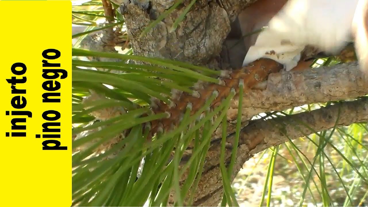 Injerto en pino negro. Pinus nigra. Brotación adventicia en pino