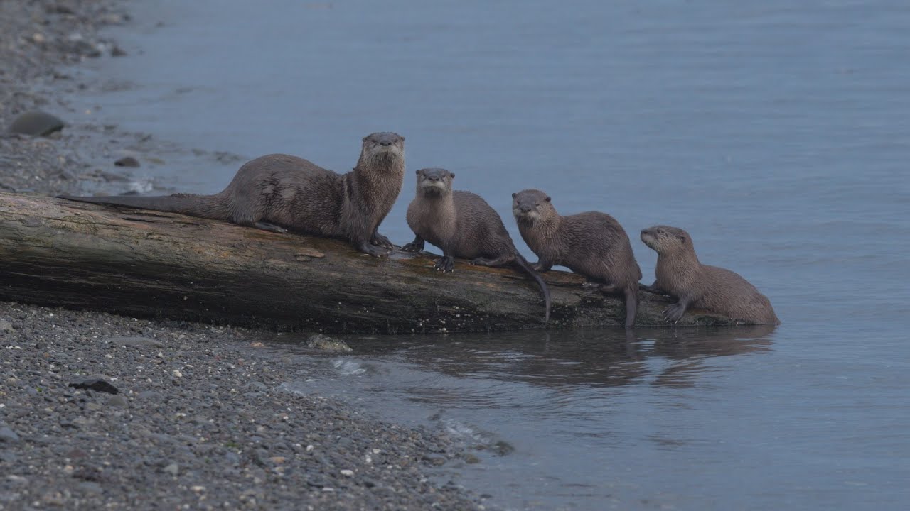 River Otters | Olympic Peninsula