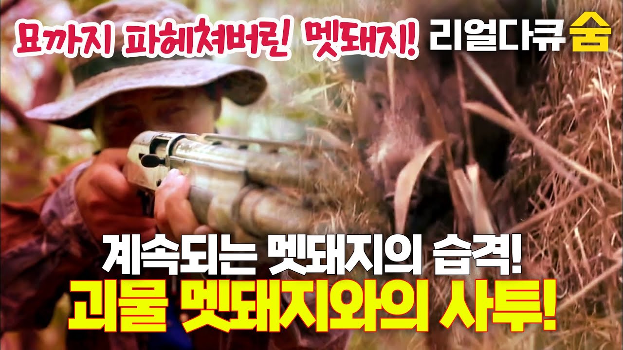 300kg 괴물 멧돼지와의 끈질긴 사투! 쑥대밭으로 변해버린 묘까지...| 리얼다큐 숨