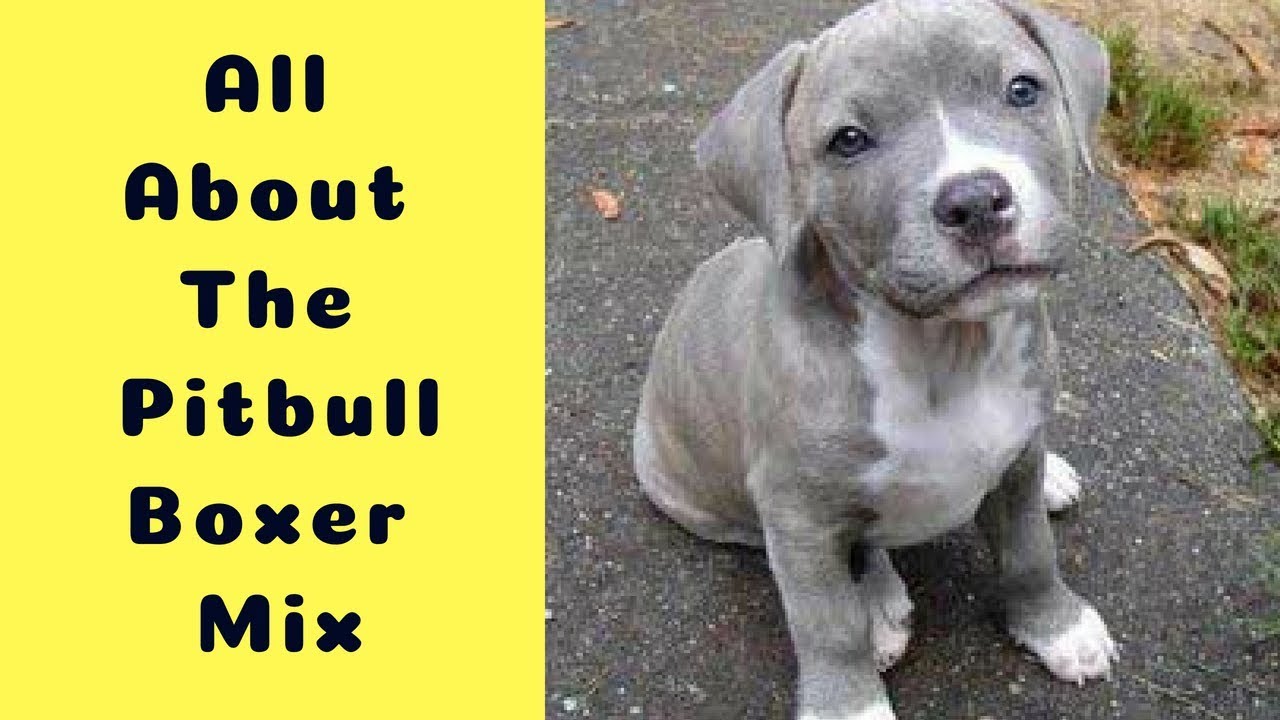 All About The Pitbull Boxer Mix (The Bullboxer Pit)