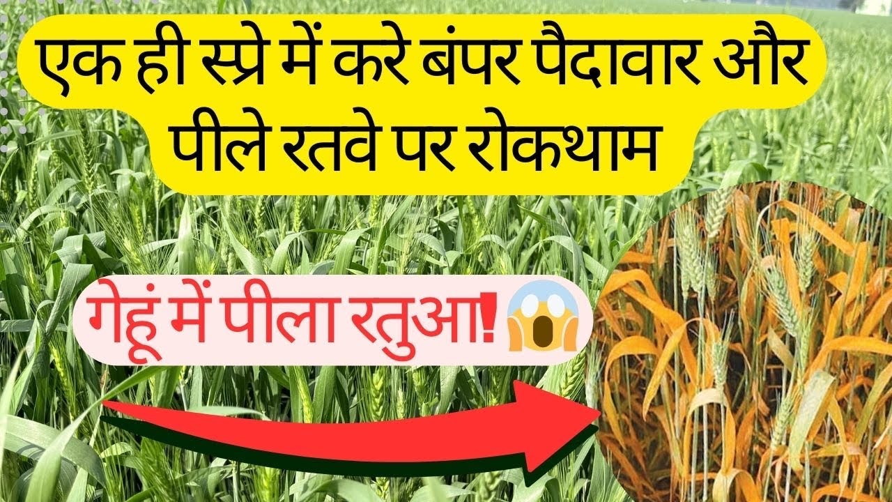 👉 गेहूं में Yellow Rust यहाँ एक स्प्रे ही करेगी हल्दी रोग का  समाधान ओर होगी गेहूँ की बंपर पैदावार
