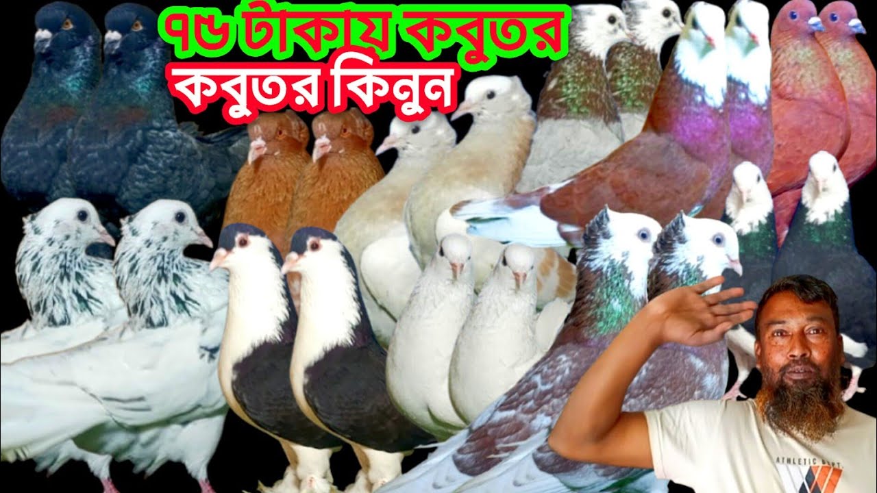 ৭৫ টাকায় দেশি-বিদেশি ডিম বাচ্চাসহ ভালো মানের কবুতর কিনুন #কবুতর