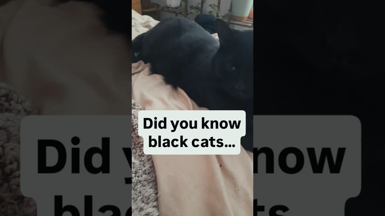 Did You Know This About Black Cats? 🖤