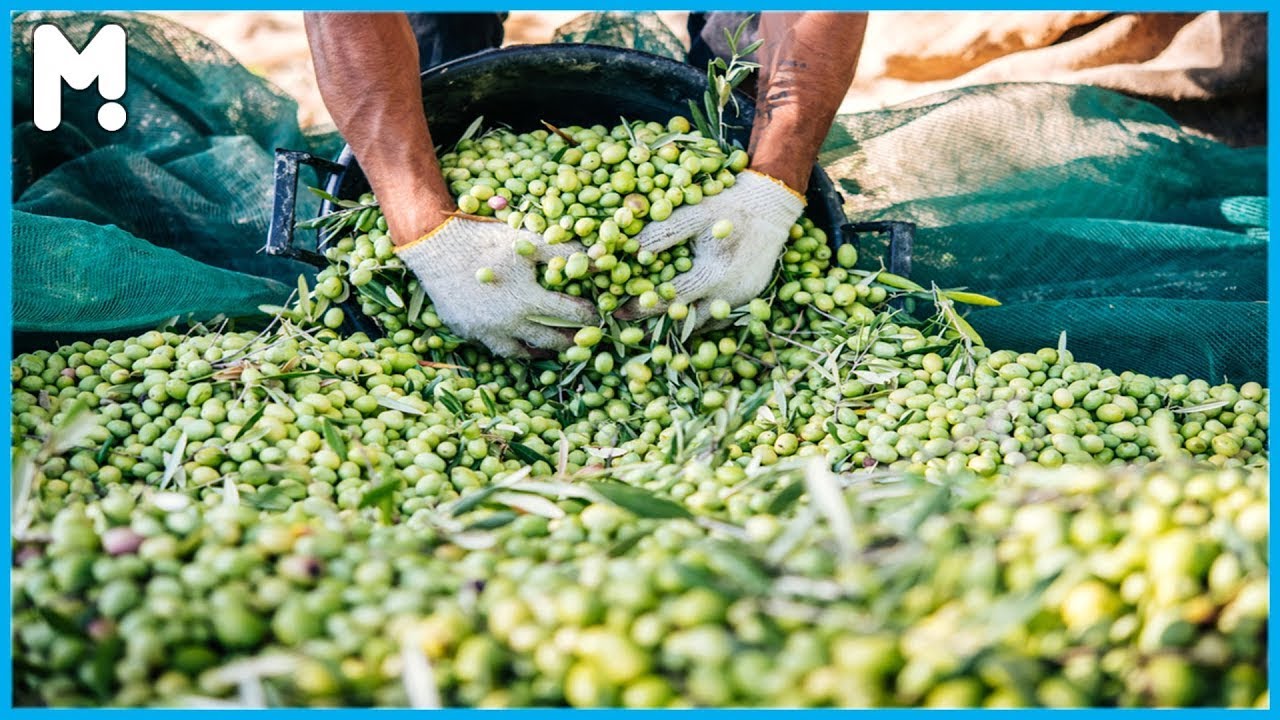Amazing Olive Farming Agriculture Technology - Japan Olive Harvesting and Processing Machines