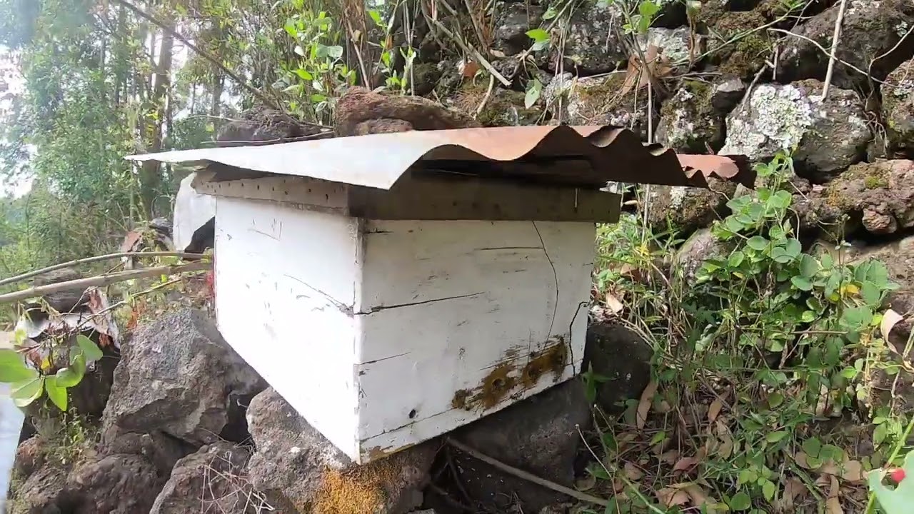 Kisoro Bees Are Very Calm - Not Like Many Africanized Bees In Uganda