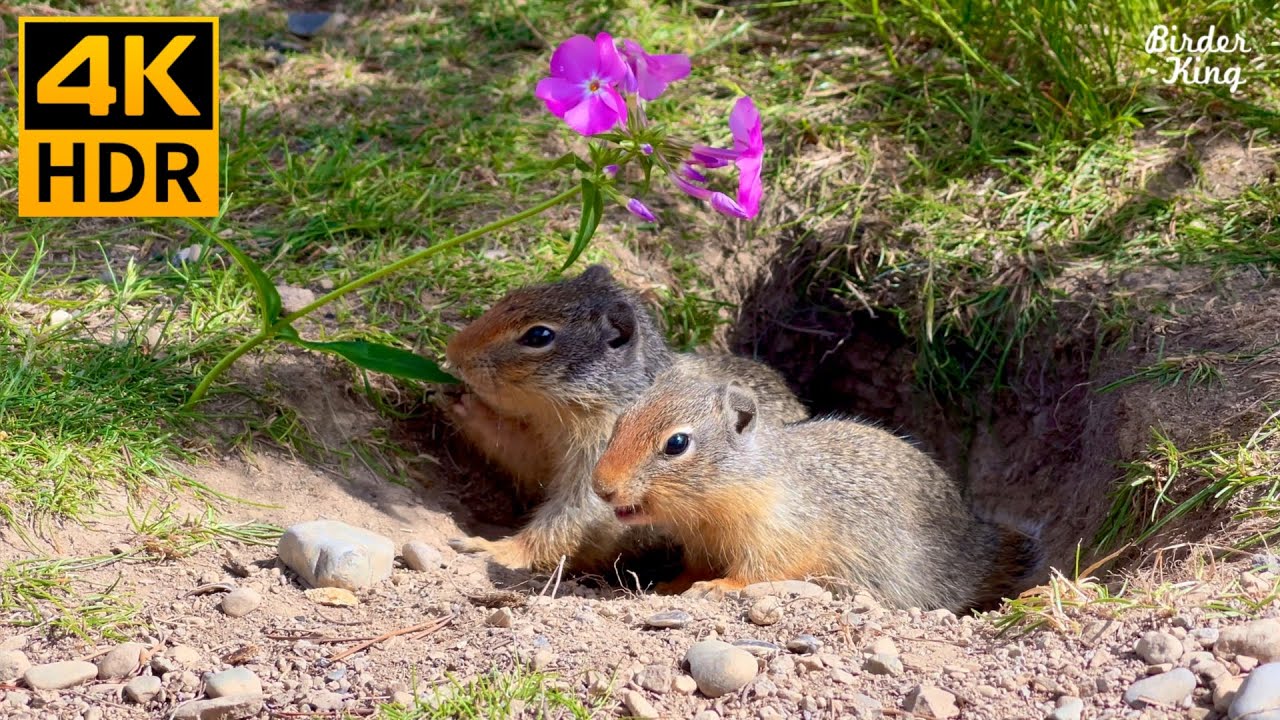 КОШКА ТВ 😺 Милые птички, белки, цветы 🐦🌸🐿 8 часов (4K HDR)