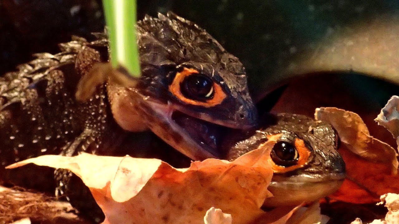 Red-Eyed Crocodile Skinks Breeding (Tribolonotus gracilis) || Rotaugen-Helmskink Paarung