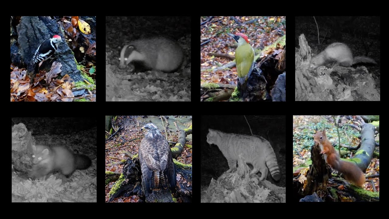 Deux mois de biodiversité autour d'un tronc en 7'15'' !