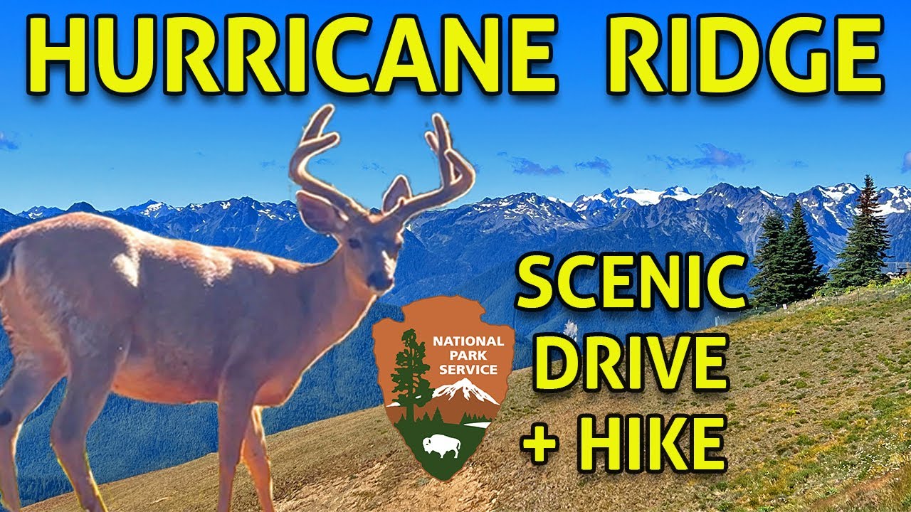 Hurricane Ridge - Olympic National Park - Scenic Drive And Hike