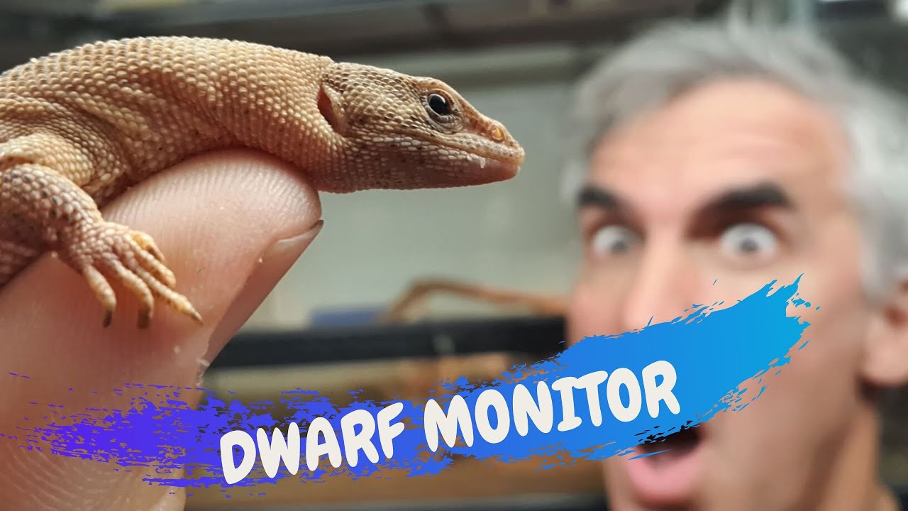 DWARF MONITOR - CrittaCam