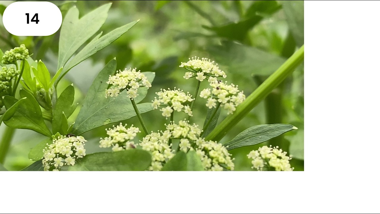 Video 4K 36 loài hoa nở vào mùa xuân ở Việt Nam - 36 Plants that bloom in spring time in Vietnam.