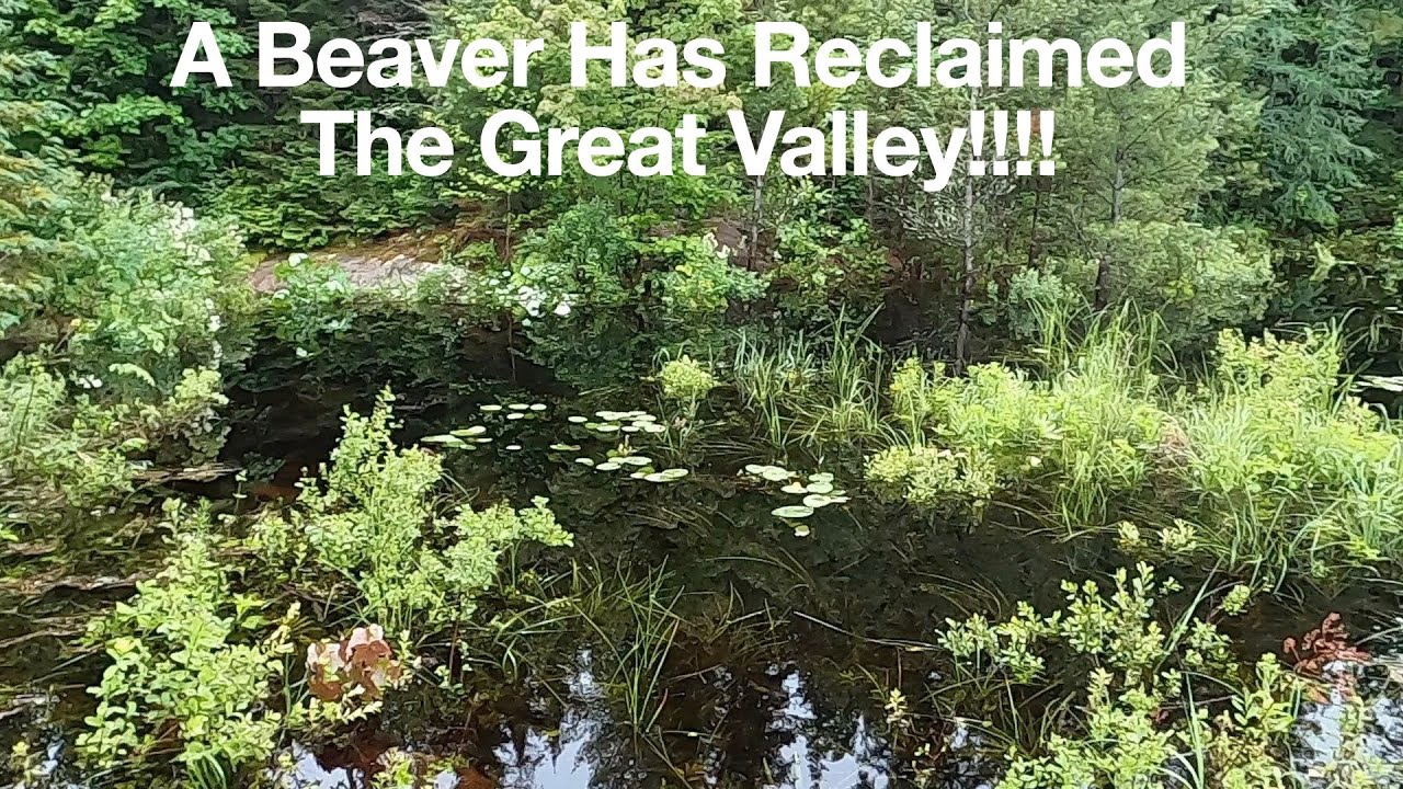 Часть 1 июльской недели в The Land &mdash; новости Beaver, дальнейшие шаги по строительству дорог и рем...
