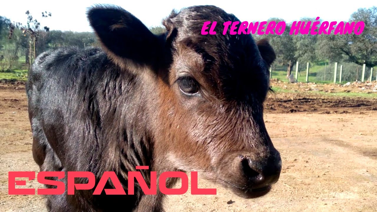 ESPAÑOL. EL TERNERO BRAVO HUÉRFANO.