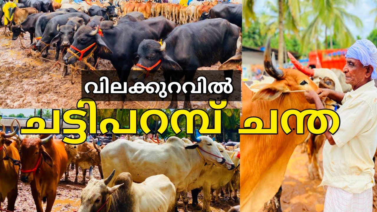 ചട്ടിപ്പറമ്പ് ചന്തയിലെ ഈആഴ്ചയിലെ കച്ചവടം |beef|bull|cattle market |farm|#cattlemarket #beef #buffalo