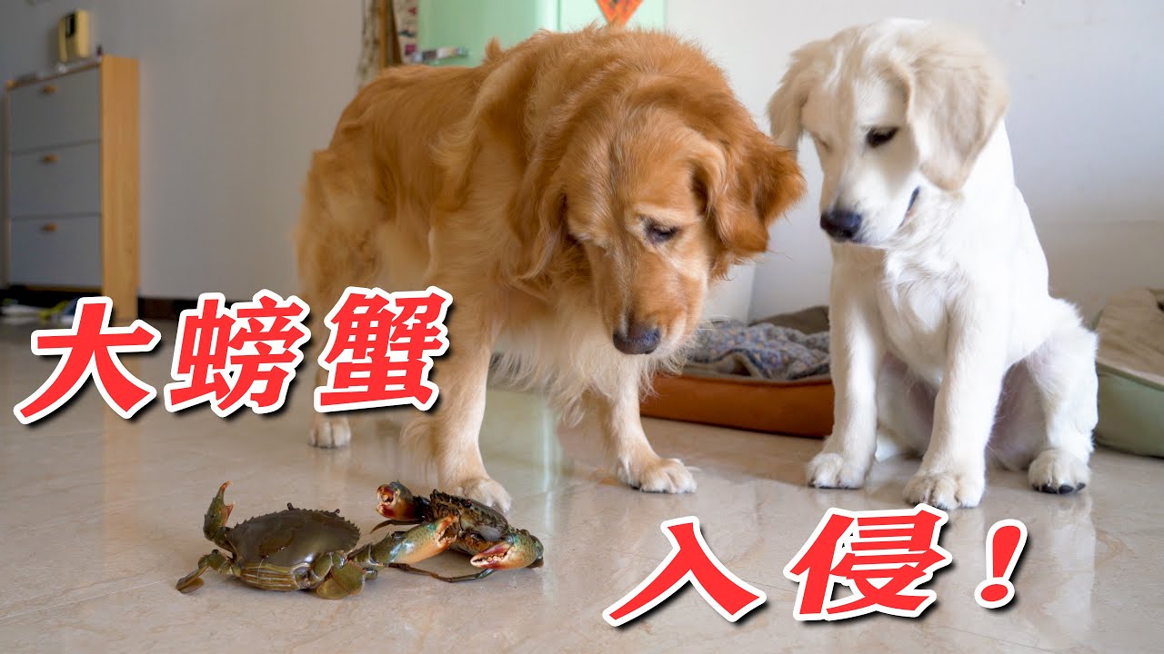 主人带回两只大螃蟹，金毛懵了：这怎么吃？