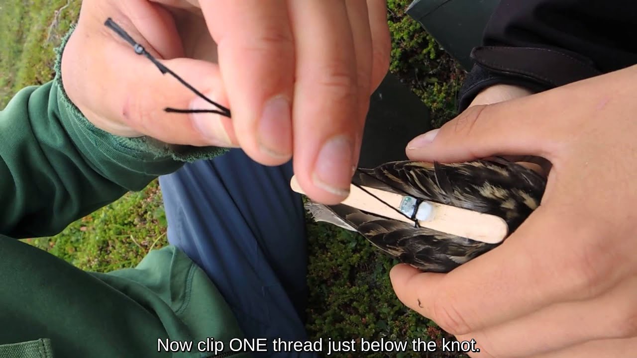 Instructions for leg-loop geolocator deployment on a Red-necked Phalarope