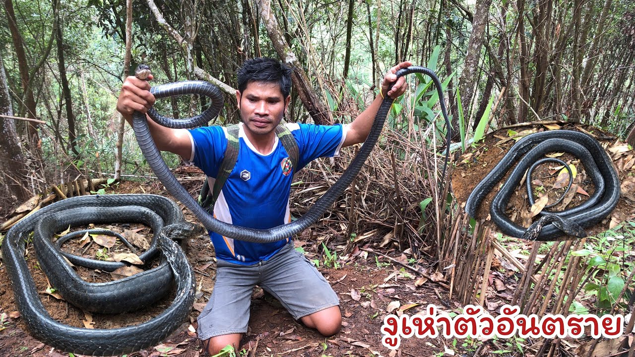 เข้าป่ายามกับดักงูเห่าโดนกับดักตัวใหญ่มาก