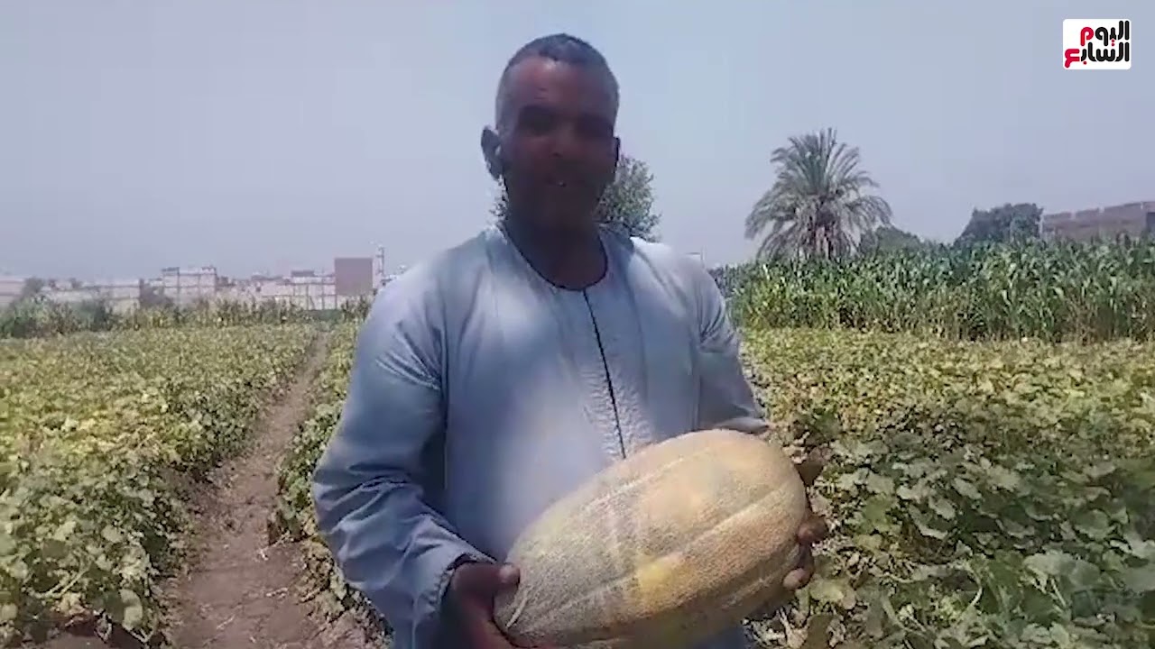طعمه أحلى من الشهد.. شاهد حصاد محصول الشمام البلدى بالمنيا