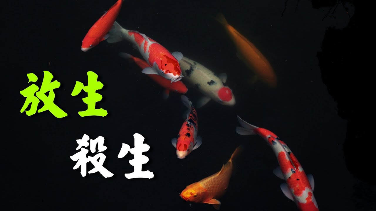 王亭之: 放生