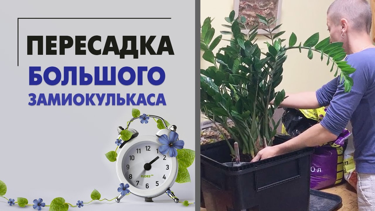 Пересадка большого замиокулькаса | Мое мнение о горшках Лечуза