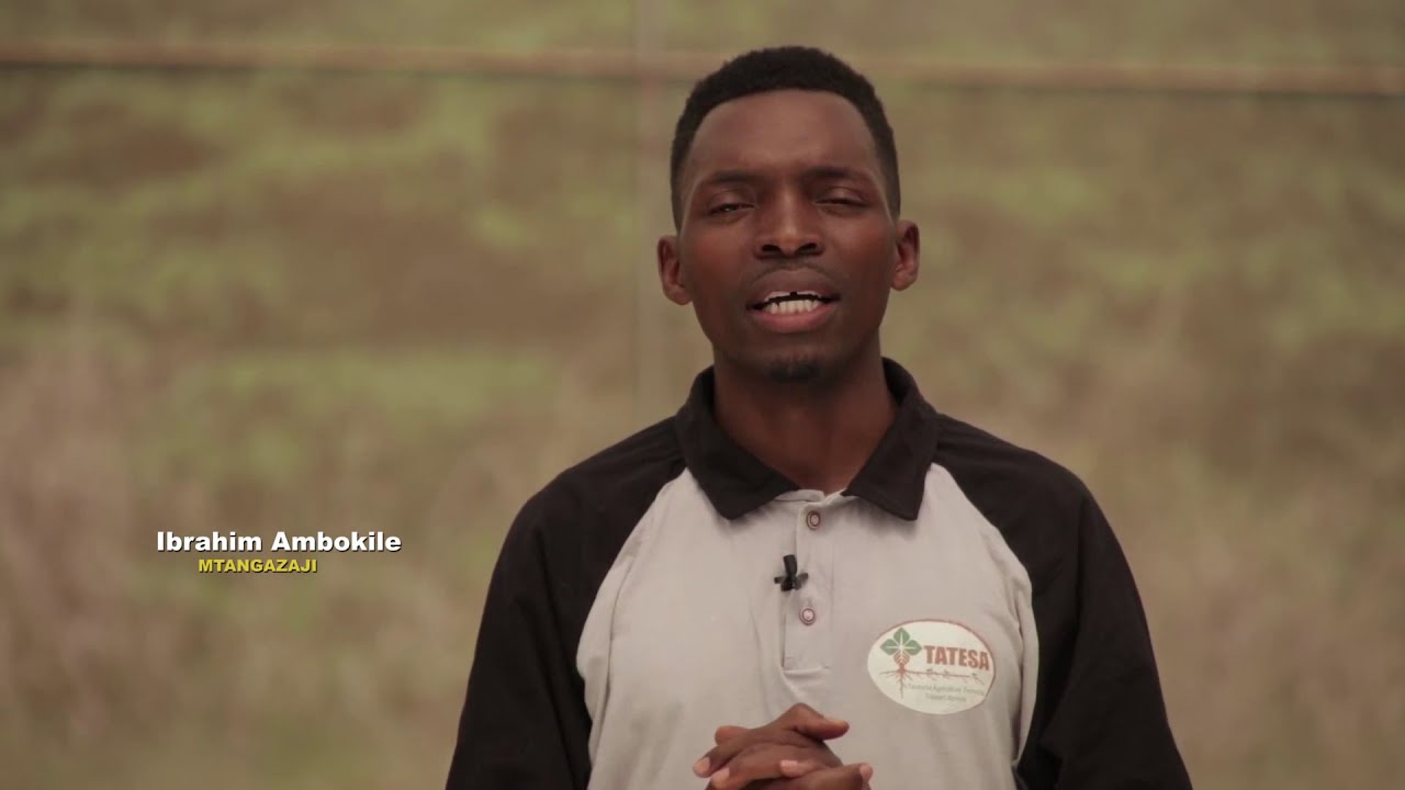 TATESA EP15 - KILIMO CHA PAPAI, KIBIASHARA