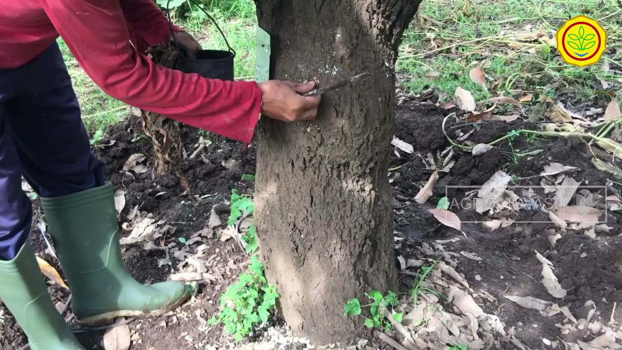 Aplikasi Paklobutrazol Injeksi Dan Kocor Pada Tanaman Mangga