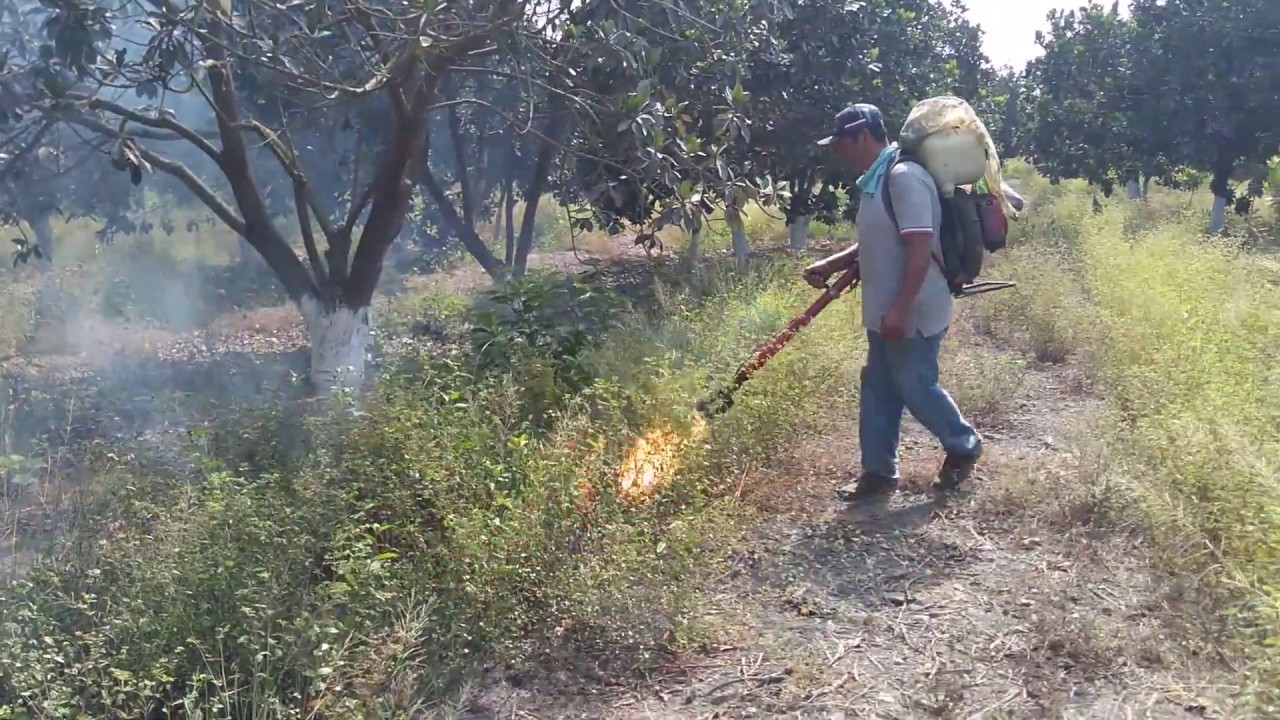Control de malezas en frutales, cultivo orgánico.