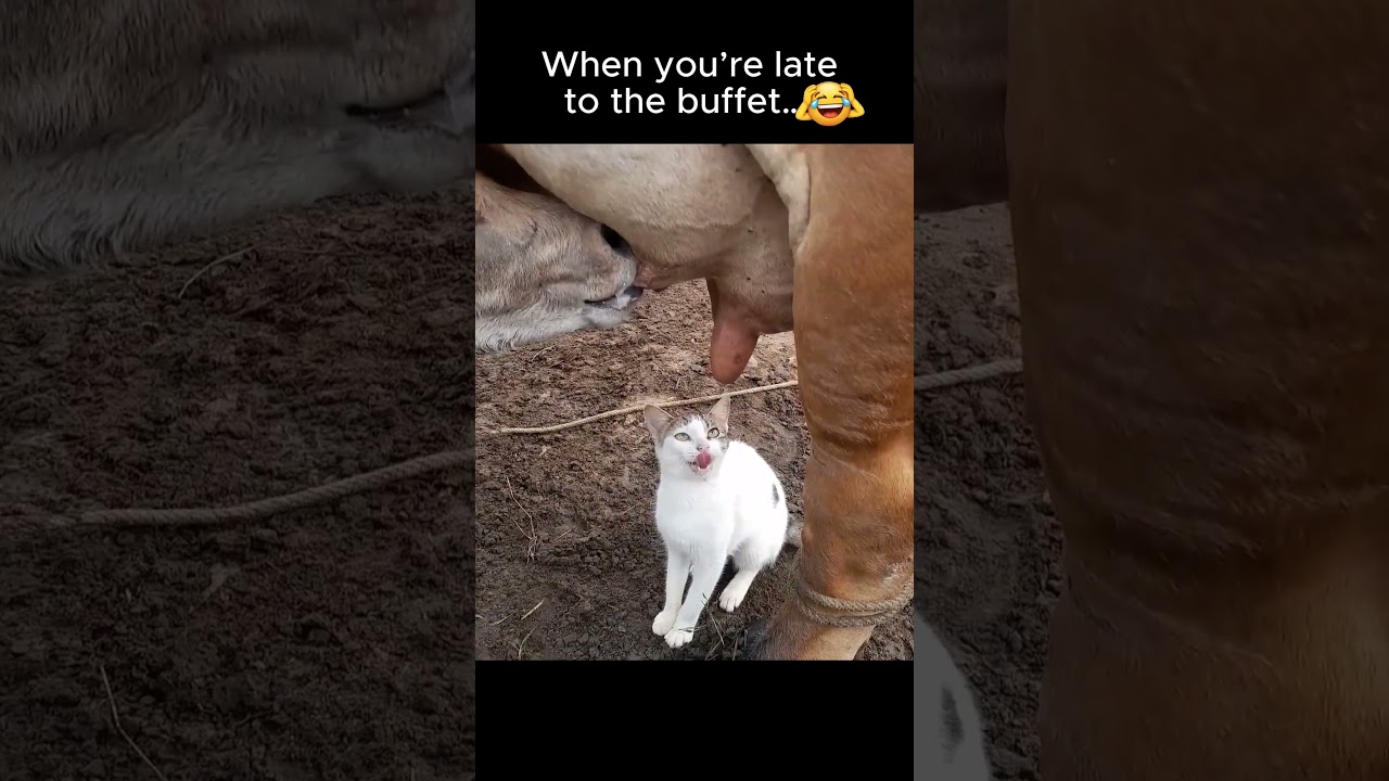 Funniest Cat & Cow Moment Ever! | #CatLovers #FarmLife #CowLove