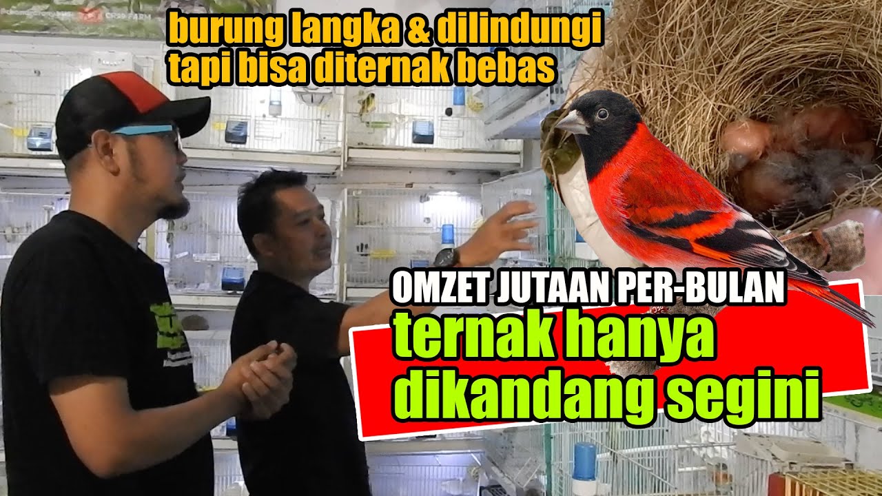 PROSPEK TERNAK BURUNG R3D SISKIN - HANYA DI K4NDANG LOPBET, OMZET JUTAAN PERBULAN - SEMUA BISA COBA