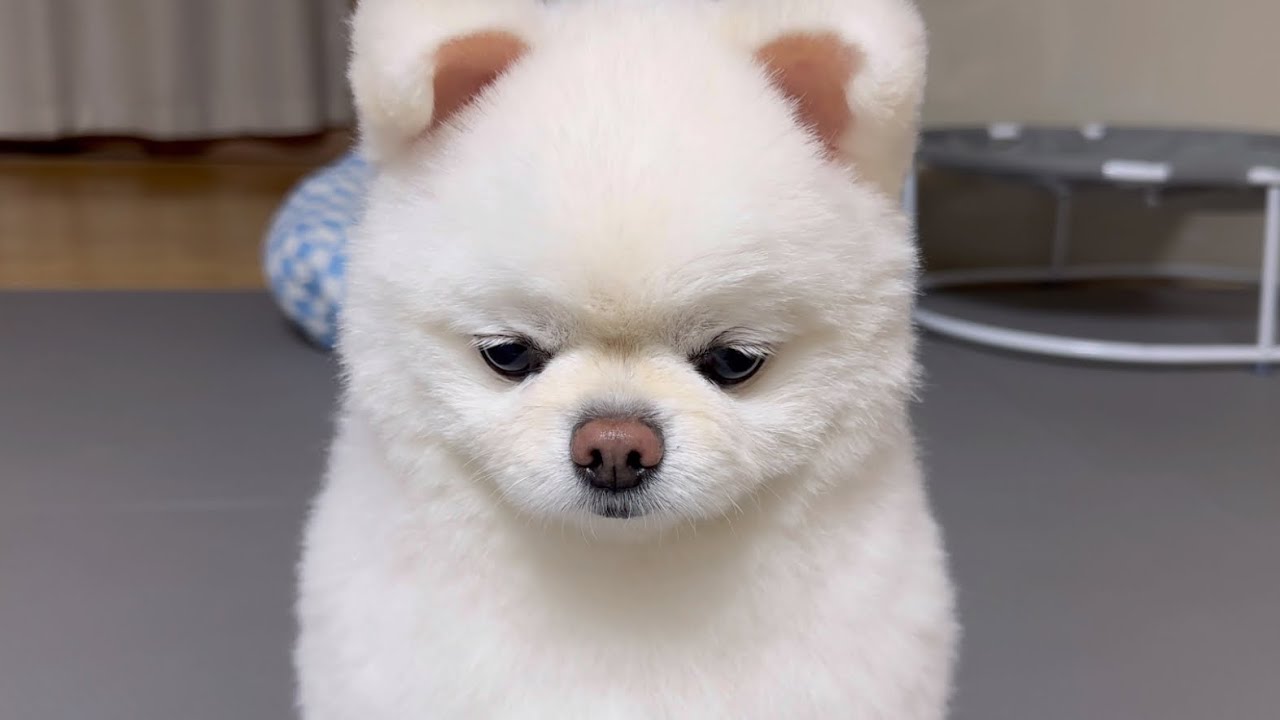 하나 있는 개인기마저 잊어먹어버린 강아지..