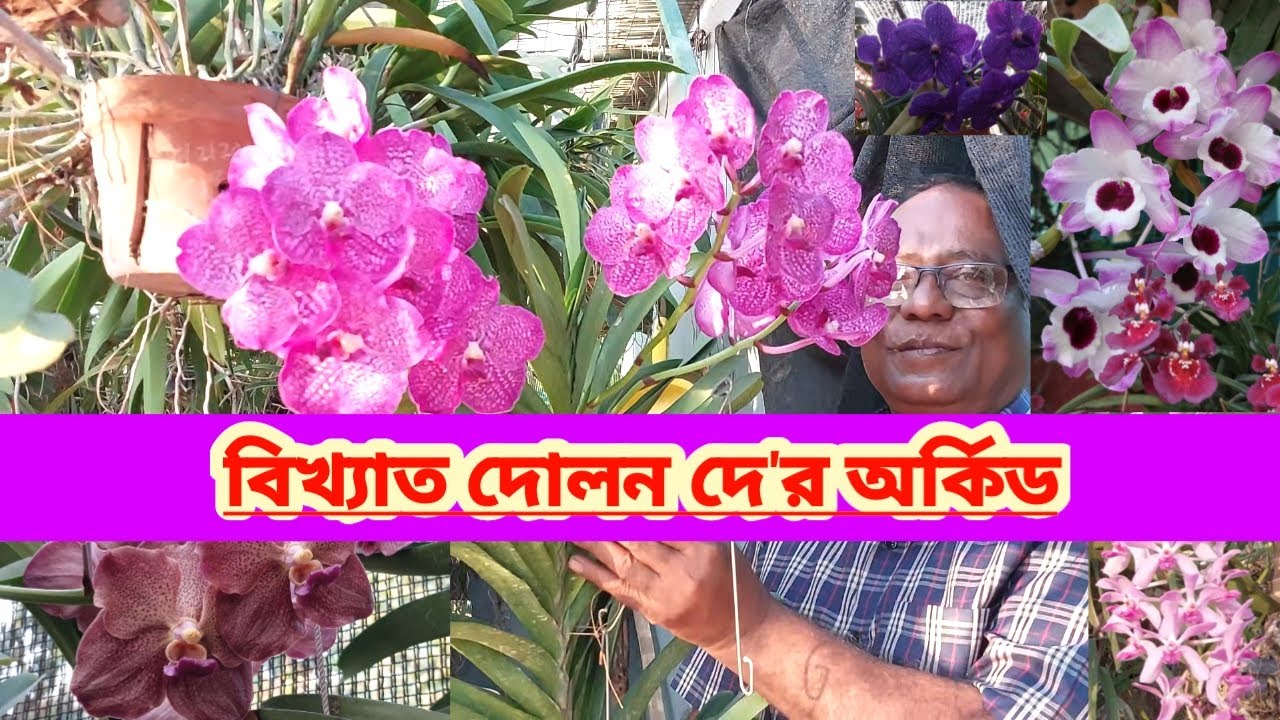 বিখ্যাত দোলন দে র অর্কিড ও পরিচর্যা||Beautiful Orchid & Orchid Care Of Dolan Dey||Shree Sanjiban||