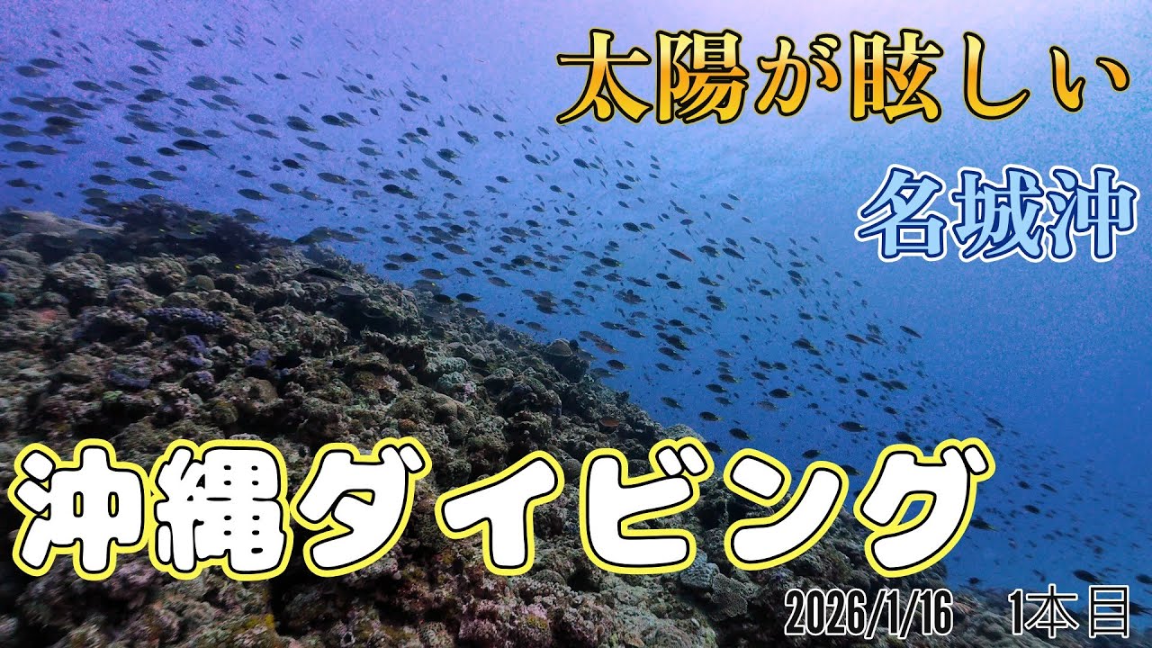 INONワイコン撮影！初めての沖縄ダイビング！　[沖縄ダイビング/沖縄/ボートダイビング/名城沖/スキューバダイビングvlog]
