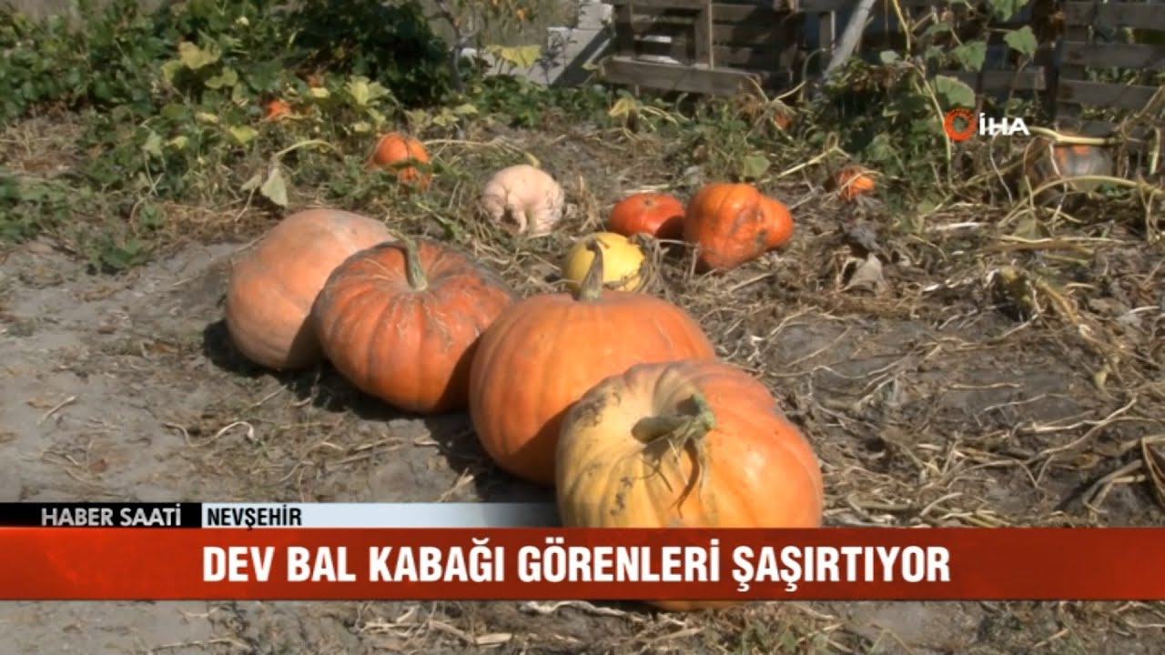 Dev balkabağı g&ouml;renleri şaşırtıyor