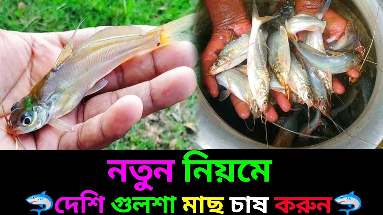 কম খরচে দেশি গুলশা মাছের পোনা চাষ 01712791957
