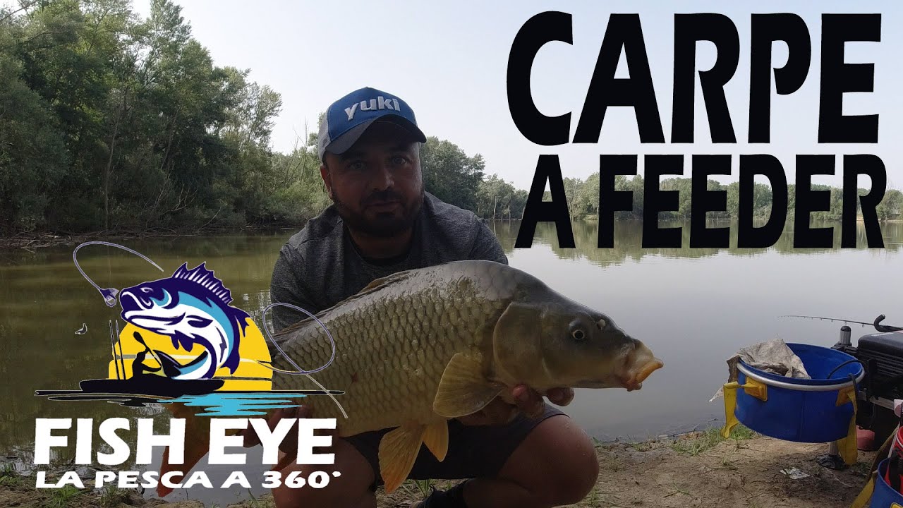 Carpe a  feeder in lago