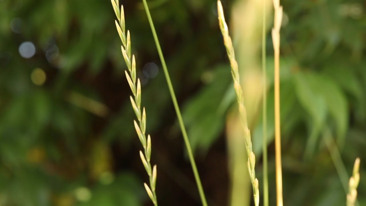 QUACKGRASS (Elymus repens)
