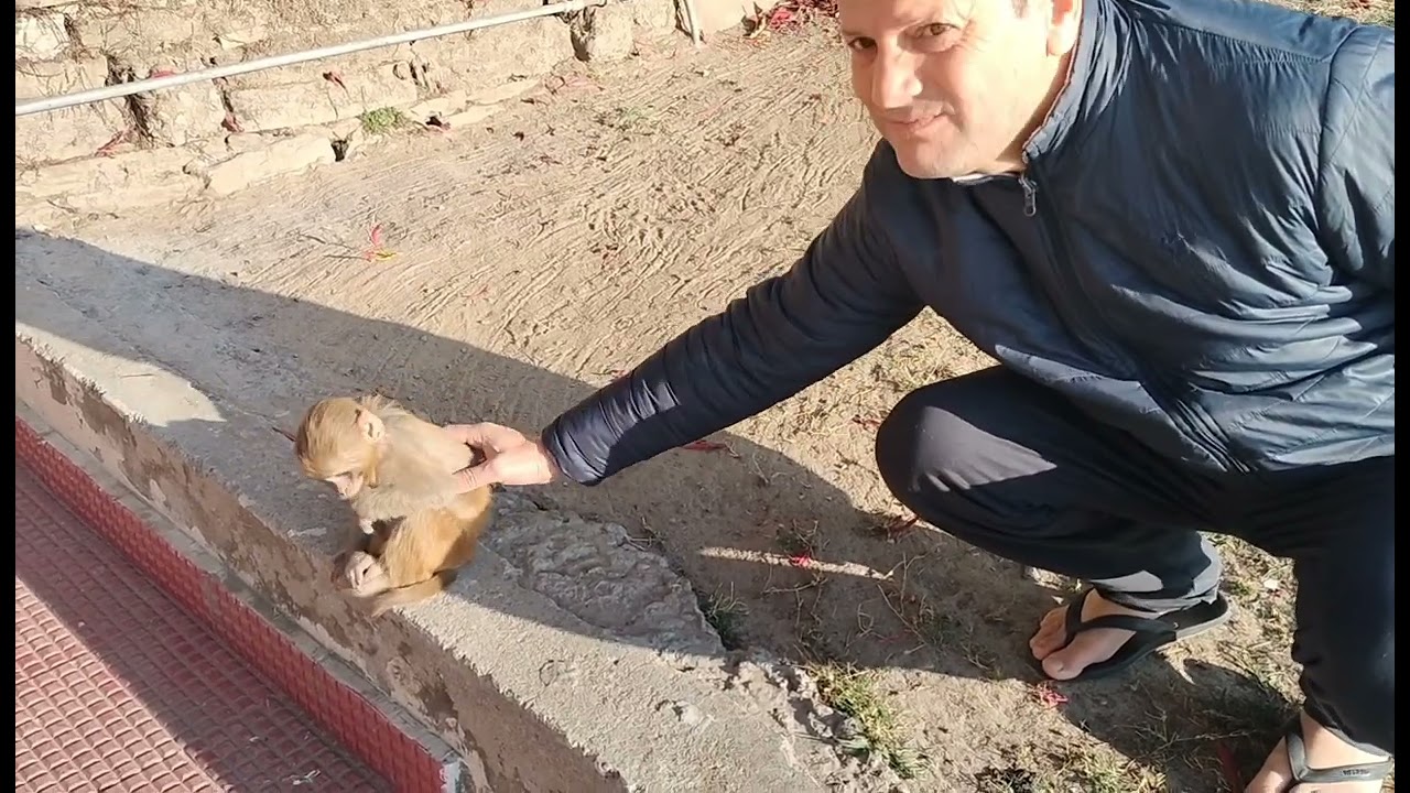 baby monkey 🐒 papa ka dost bann gaya😃😃😃