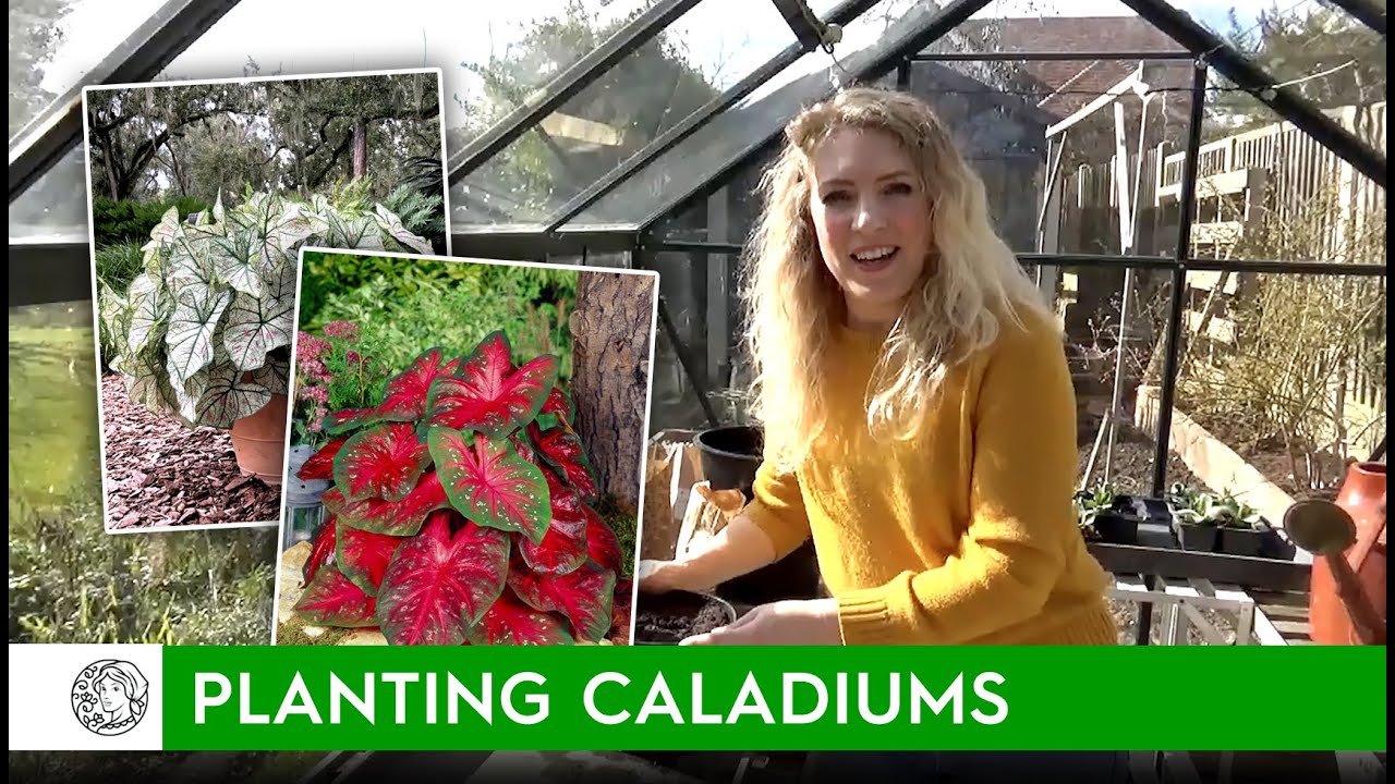 How to plant Caladiums (bulbs) - FarmerGracy.co.uk